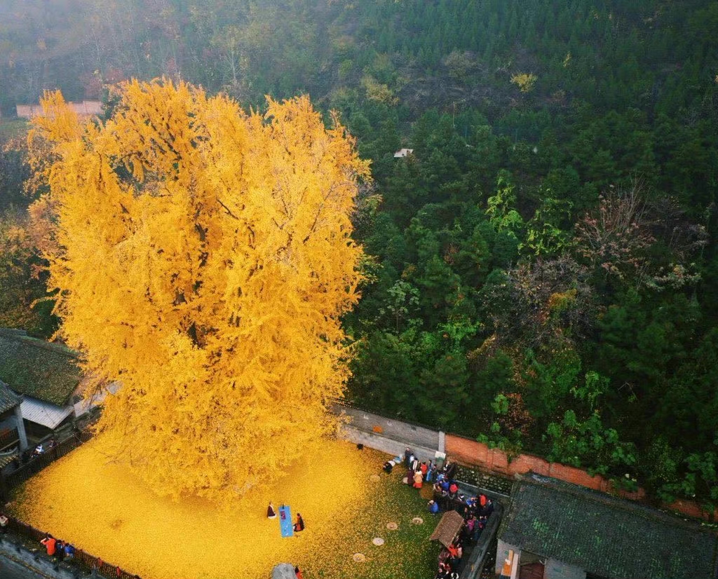 西安市古观音寺1400年古龄银杏树,美不胜收