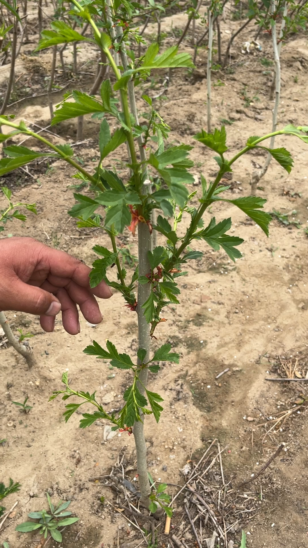 甜山楂苗,大果山楂苗种植培育,管理种植技术分享