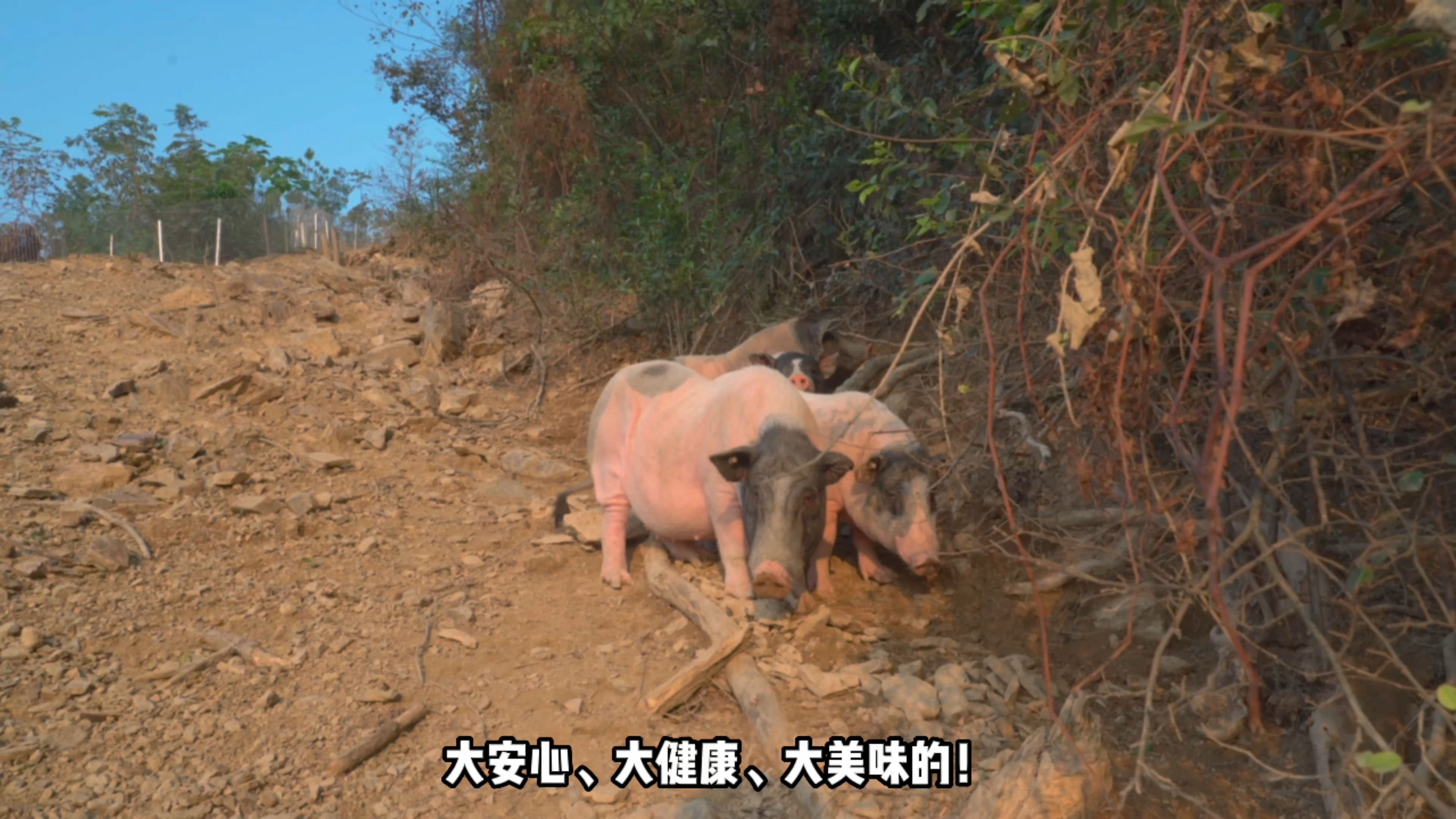 鲜普森巴马香猪,给您健康美味人生