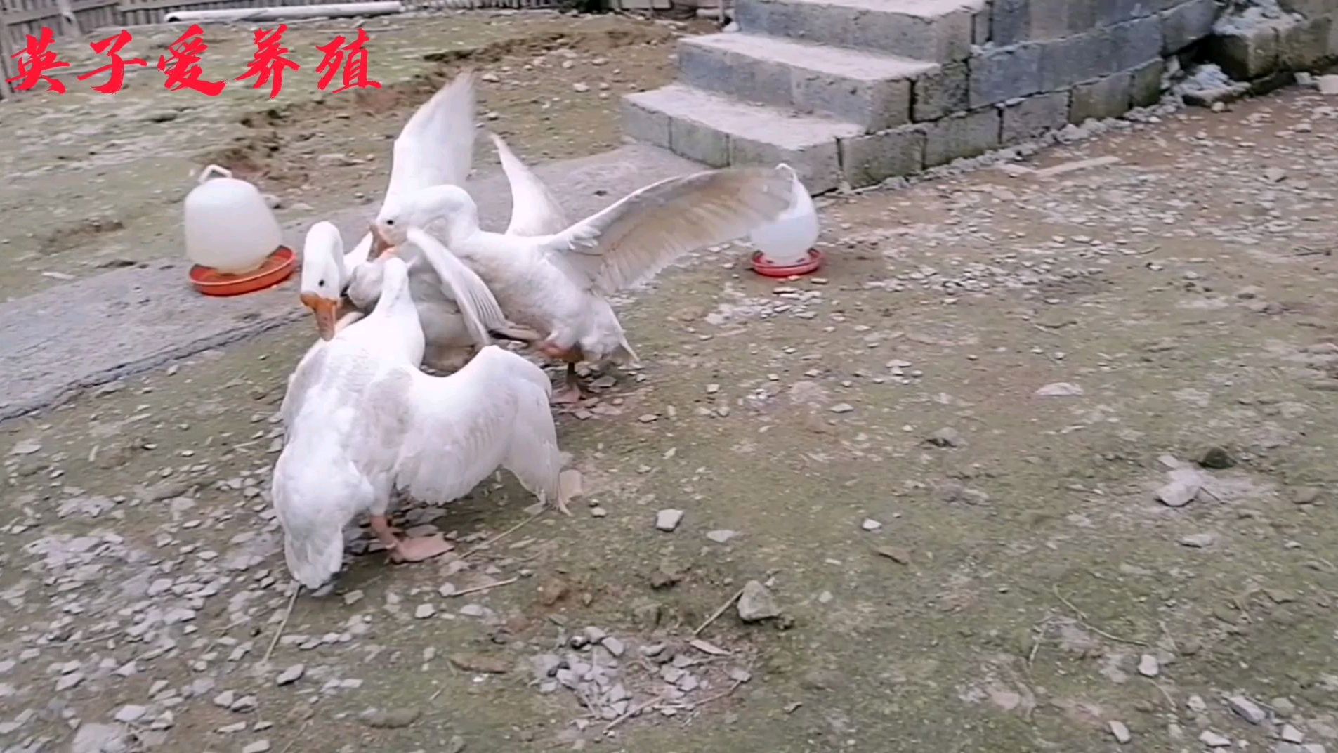 搞养殖冬天一定要做禽流感疫苗,夏天一定要做鸡痘疫苗