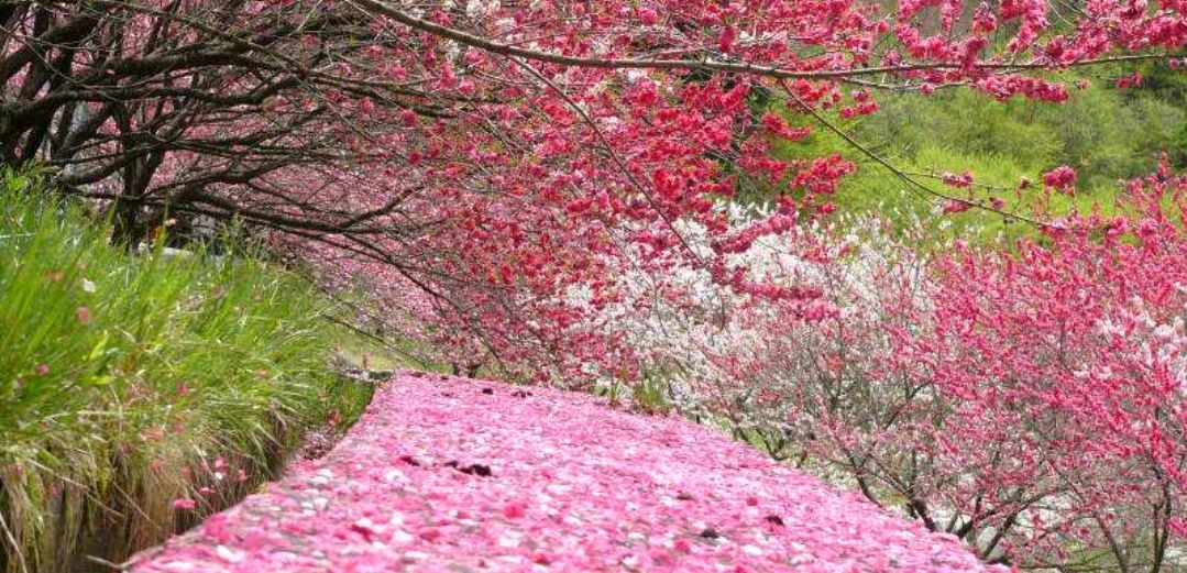 哲理小诗《高枝已见乱花飞》