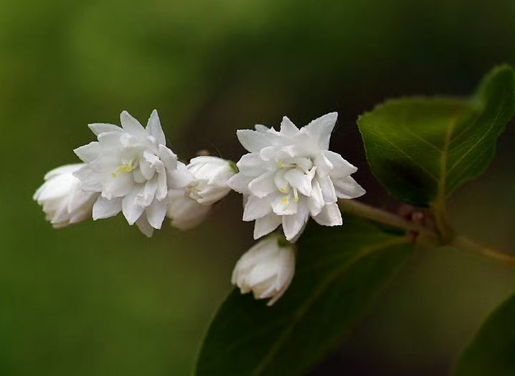 齿叶溲疏(deutzia crenata),绣球花科溲疏属.摄于山东东营. 雪白花卉!