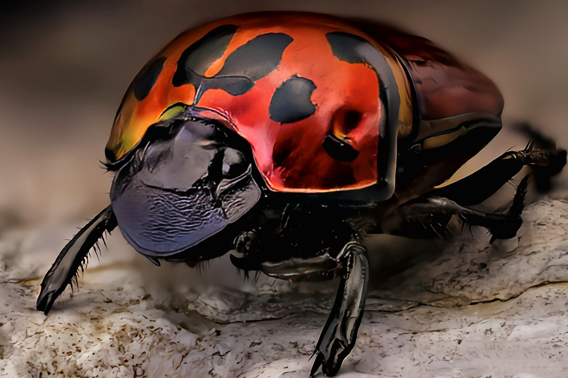 每天认识一种昆虫——丽突背蜣螂 丽突背蜣螂 别名红突背蜣螂,原产于