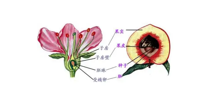 花形成果实的过程图片