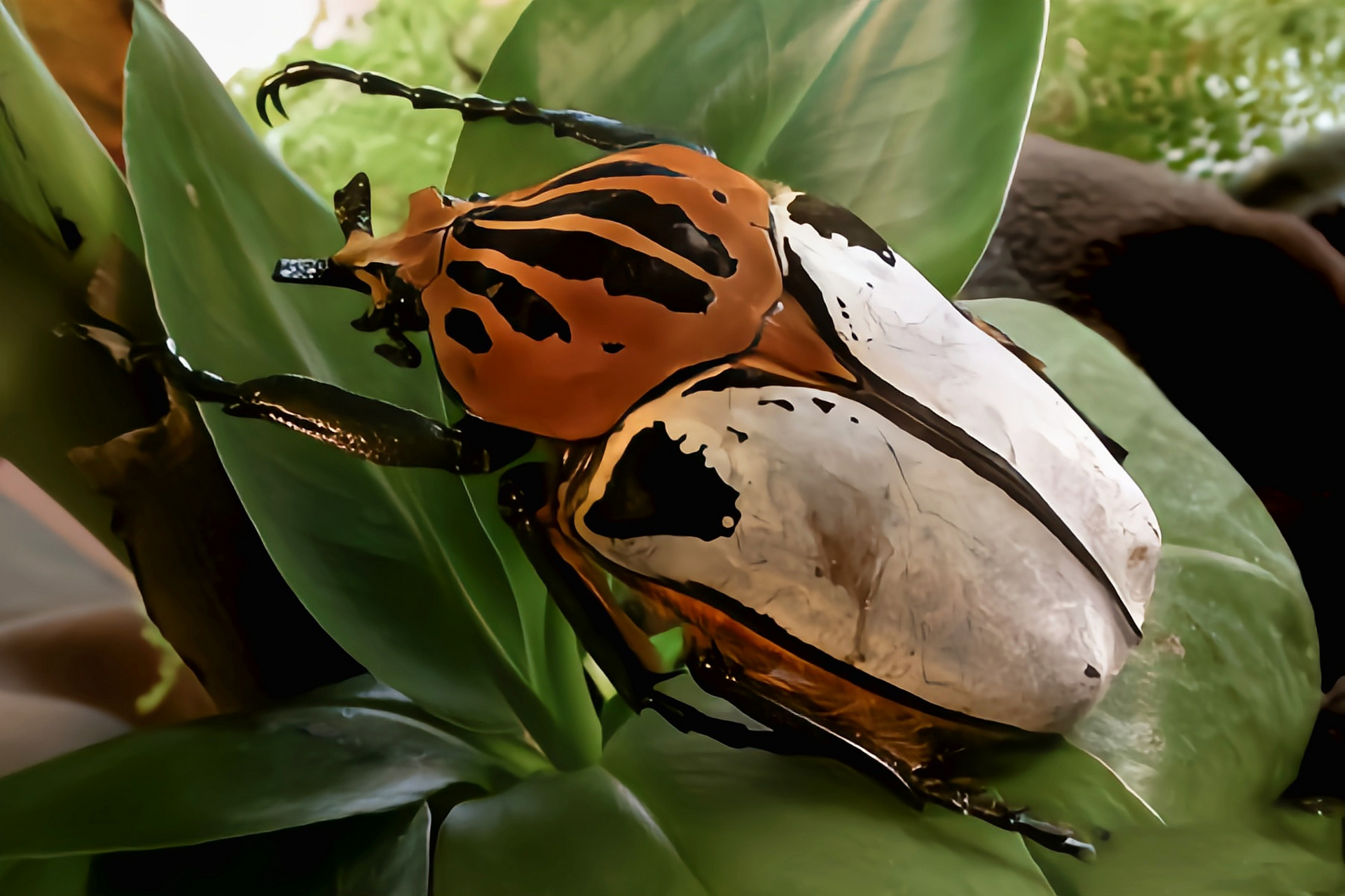 每天认识一种昆虫——银背大角花金龟 银背大角花金龟又名亚特拉斯