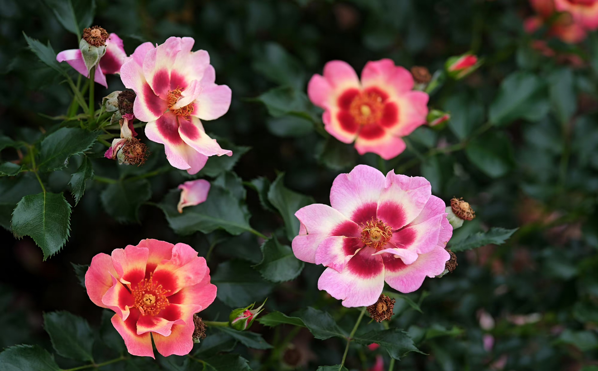 rosa babylon eyes  系列-巴比伦眼睛月季.