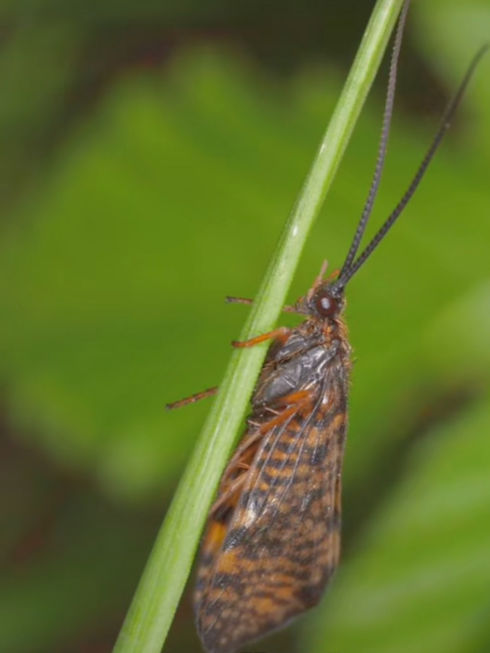 石蛾幼虫石蚕,自制石头盔甲.