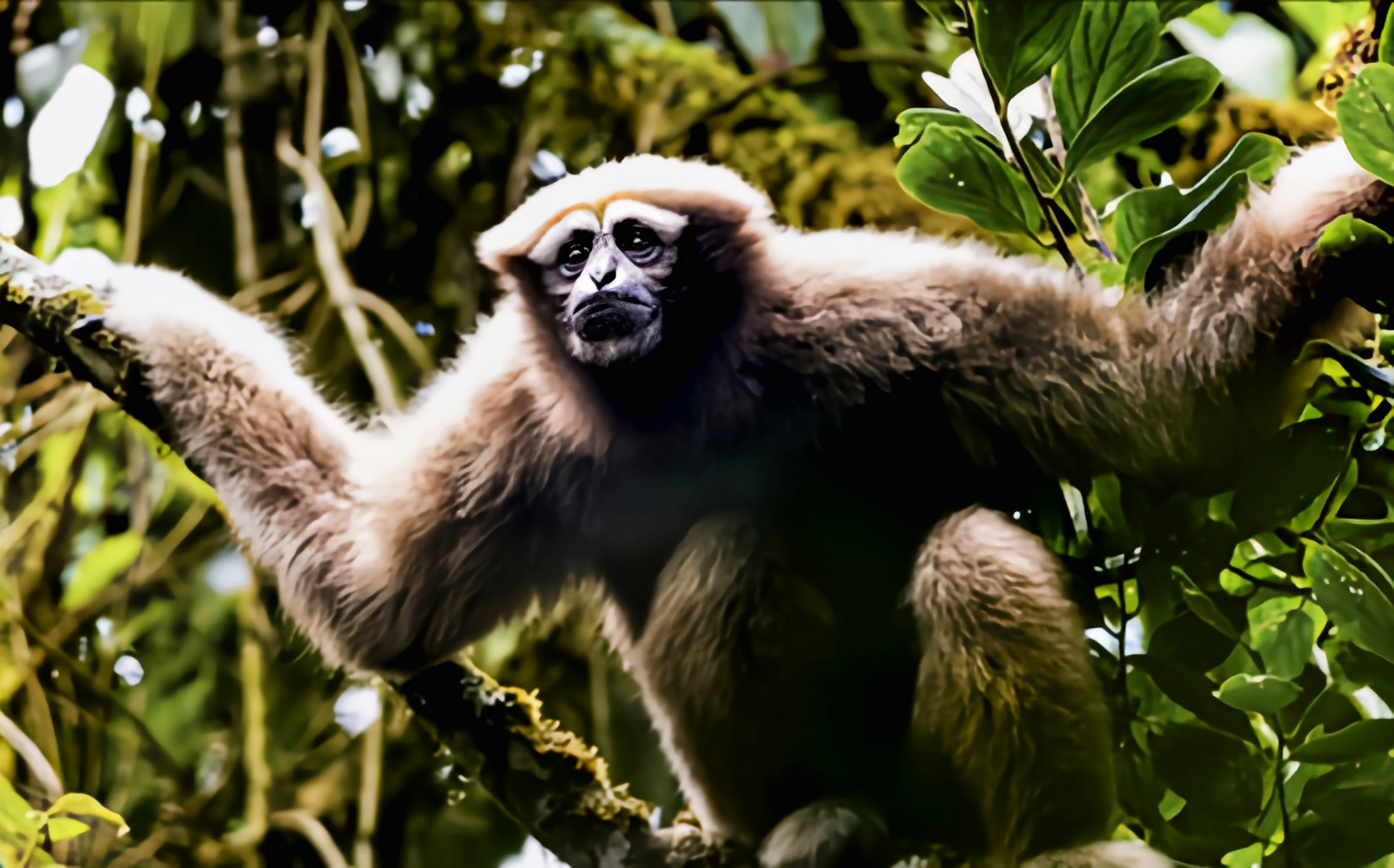 每天认识一种动物——天行长臂猿 天行长臂猿别名高黎贡白眉长臂猿