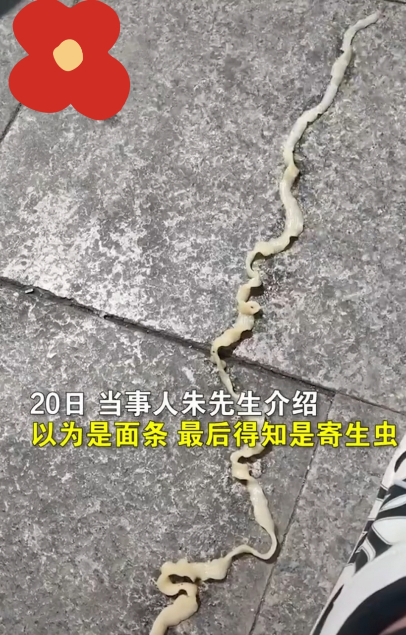 男子杀鱼,发现像面条一样的寄生虫.
