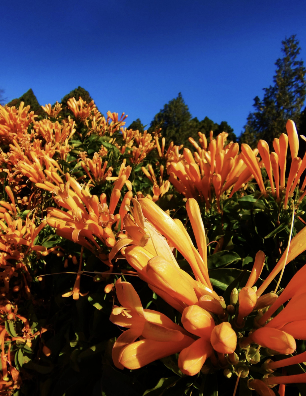 大理·崇圣寺三塔 炮仗花,别名:黄鳝藤.状如鞭炮,故有炮仗花之称