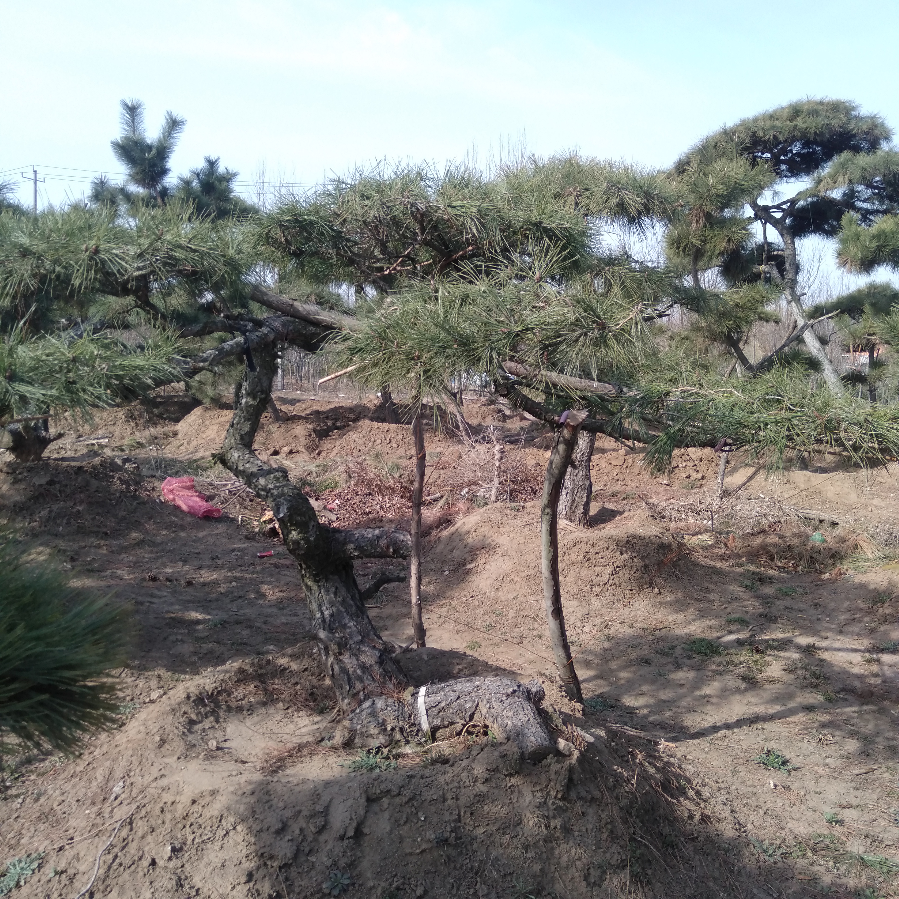 山采老桩黑松盆景
