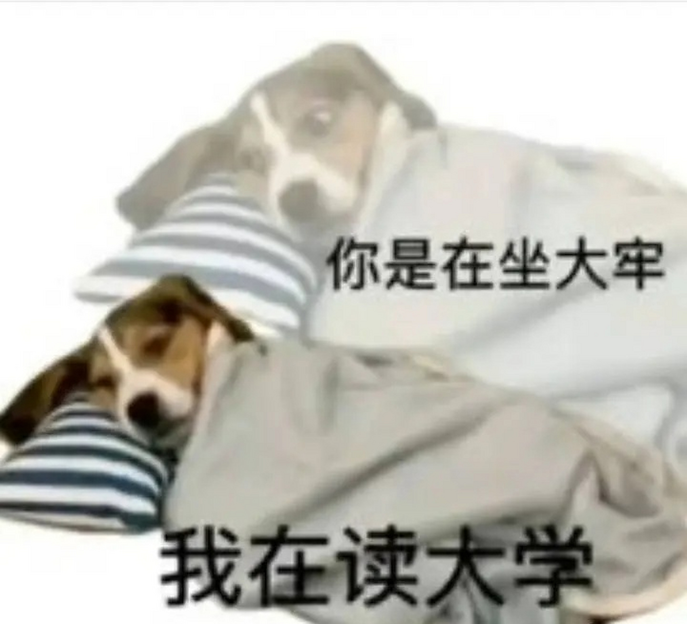 当代大学生精神状态#搞笑