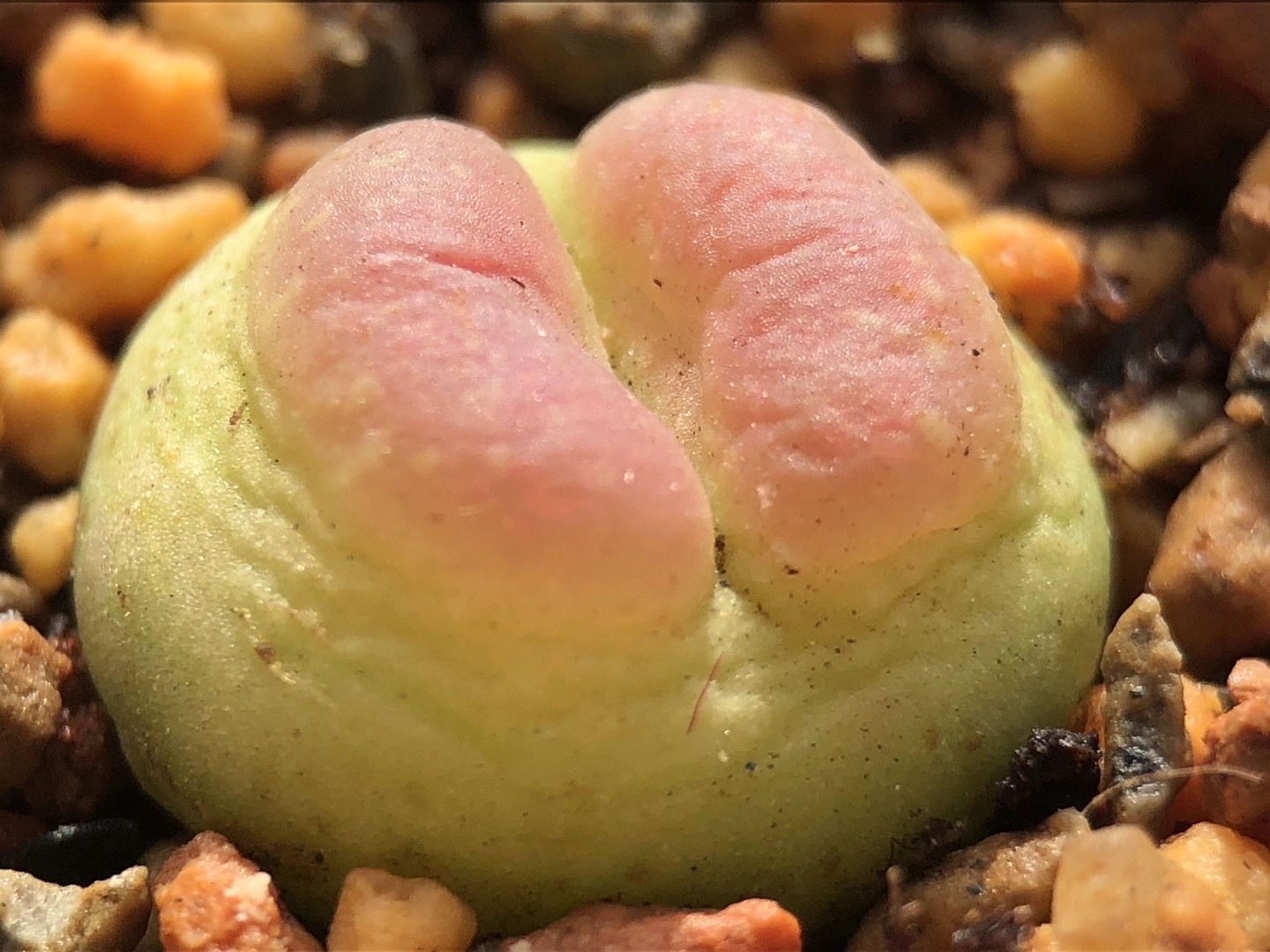 多肉植物肉锥花之拉登