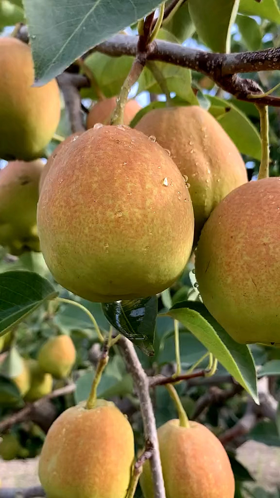 哪里有玉露香梨树苗玉露香梨树苗多少钱一棵玉露香梨树苗价格