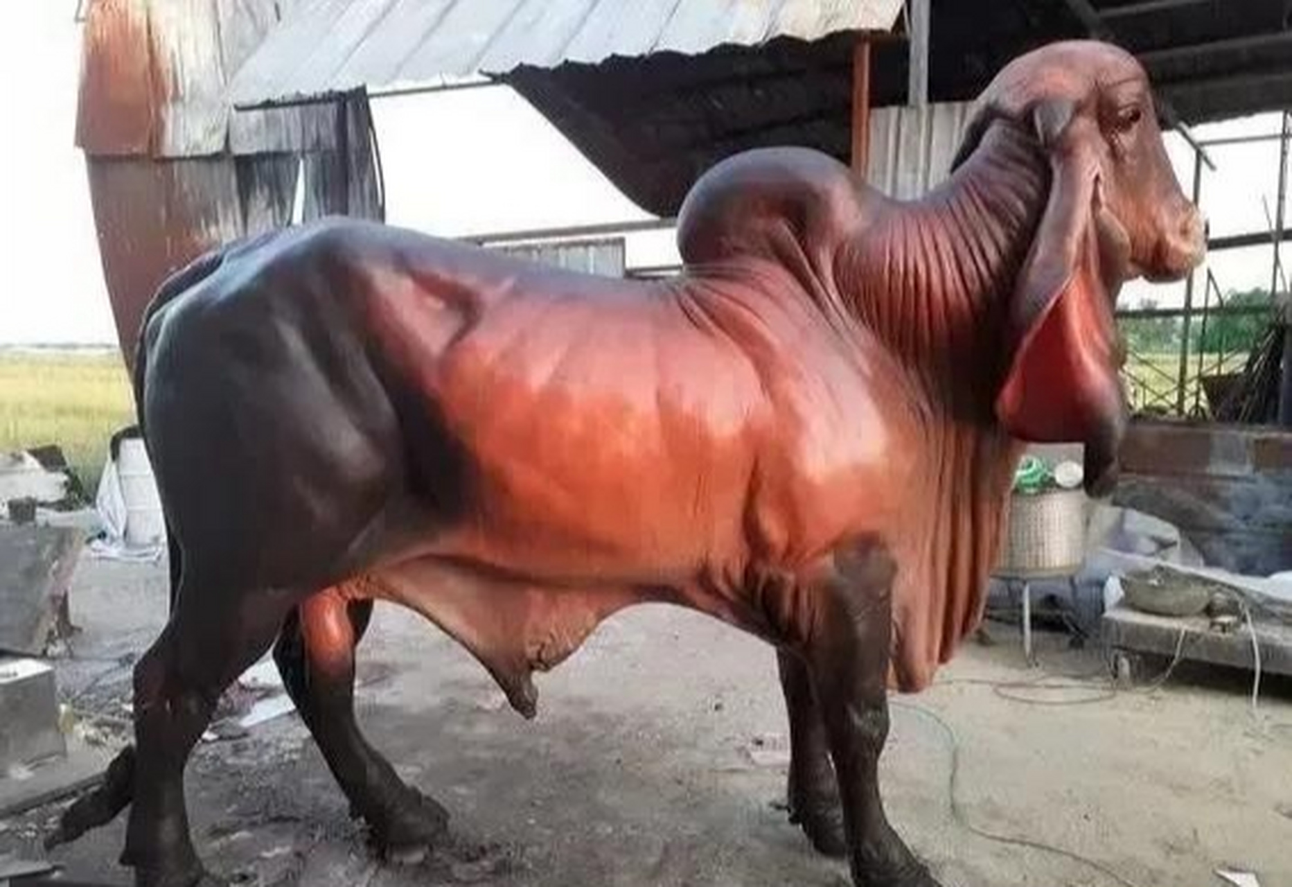 这是骆驼和牛的结合体"驼牛"吗?