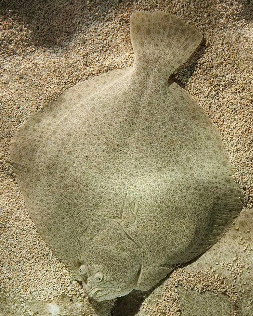 比目鱼宝宝小时候的样子vs长大后的样子 ​​​