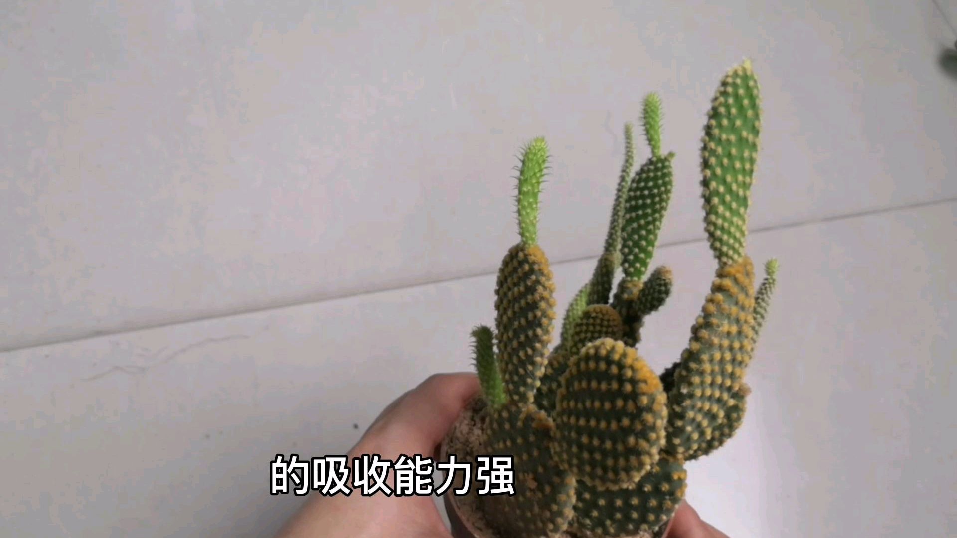 黄毛掌可爱呆萌很多人喜欢,却因为发现了这点后 送人都不敢送