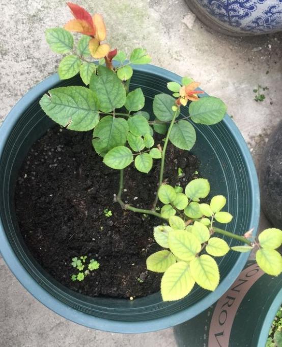 有机肥是埋在盆的底部还是和土混合均匀呢?