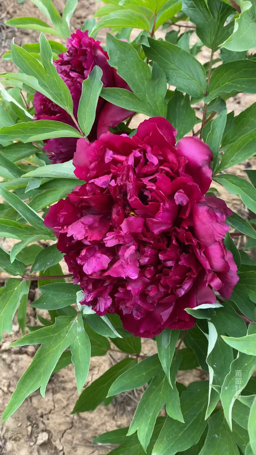 牡丹品种:珠光墨润,适合新手的牡丹品种