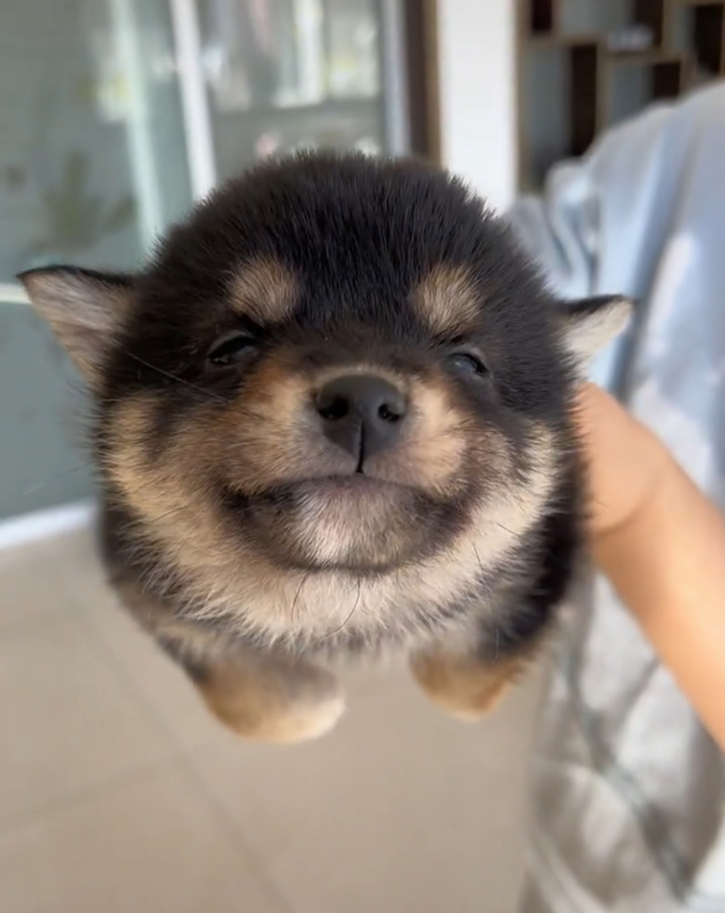 好可爱的小狗,这应该是小土狗吧,不知道长大后会变成什么样子呢?