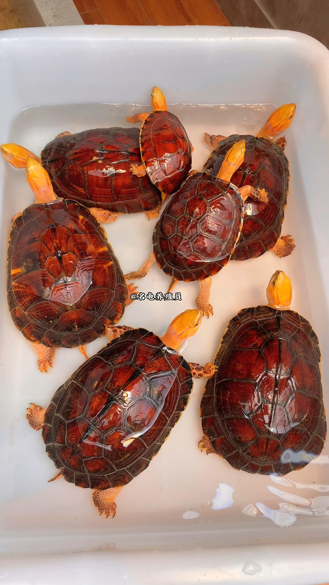 橙头红朱色背甲,高端名龟"百色闭壳龟"