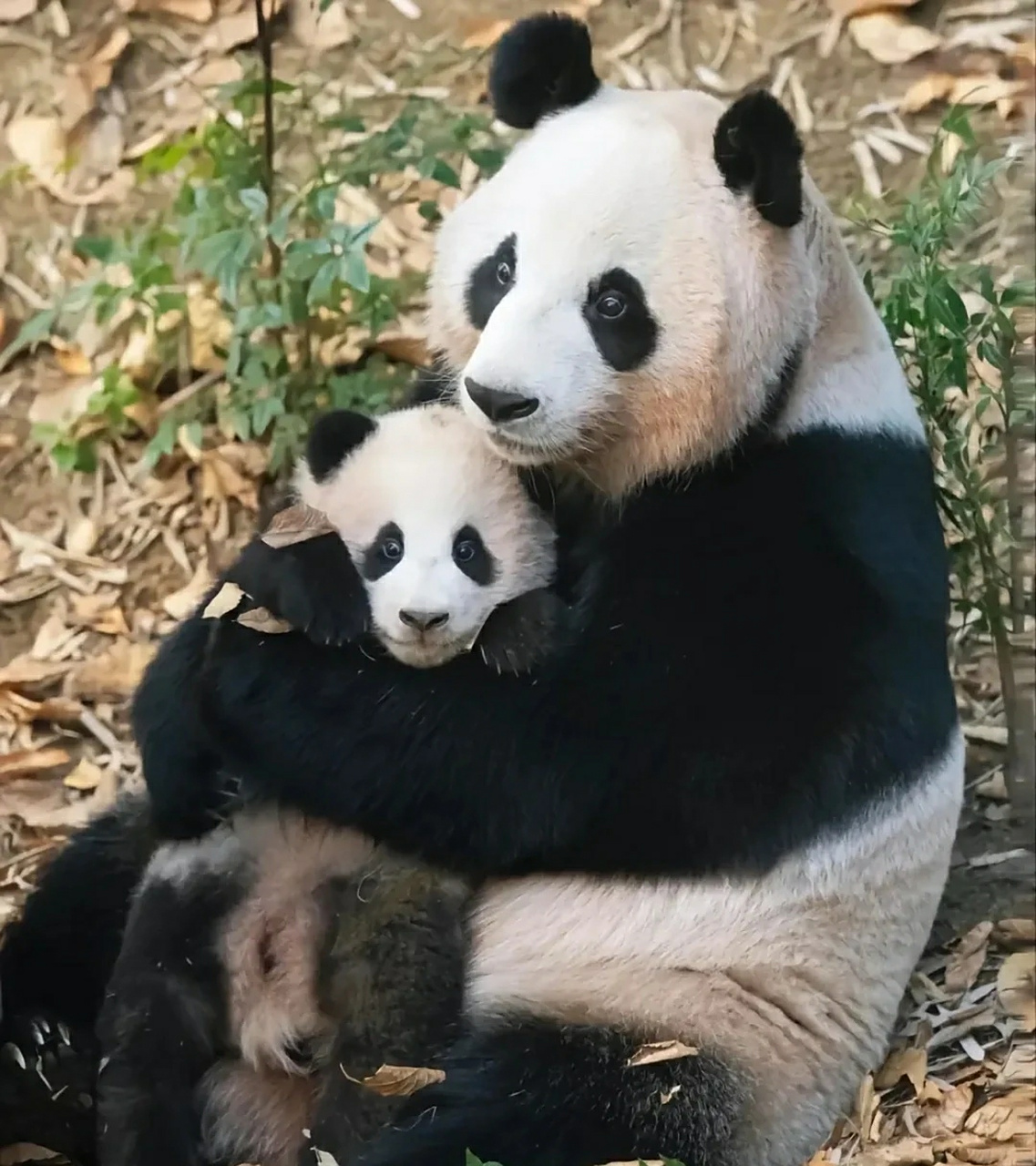 大熊猫爱宝和她的孩子福宝,熊猫妈妈也很爱自己的宝宝哦