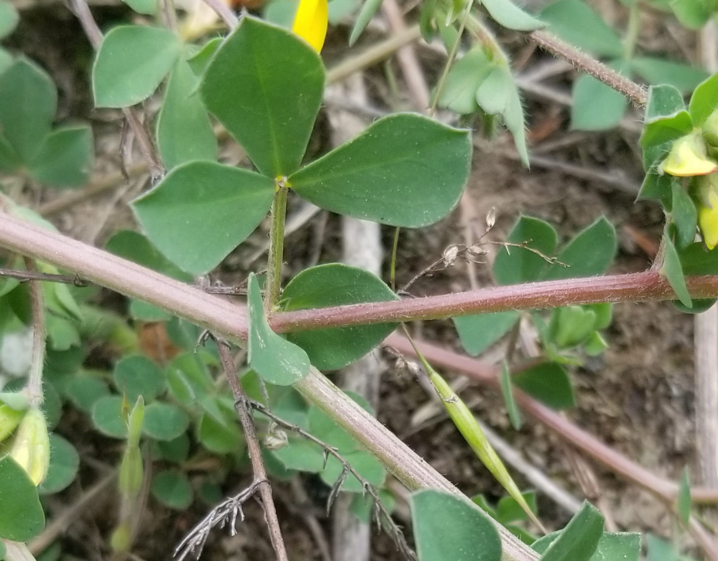 百脉根是一种怎样的植物