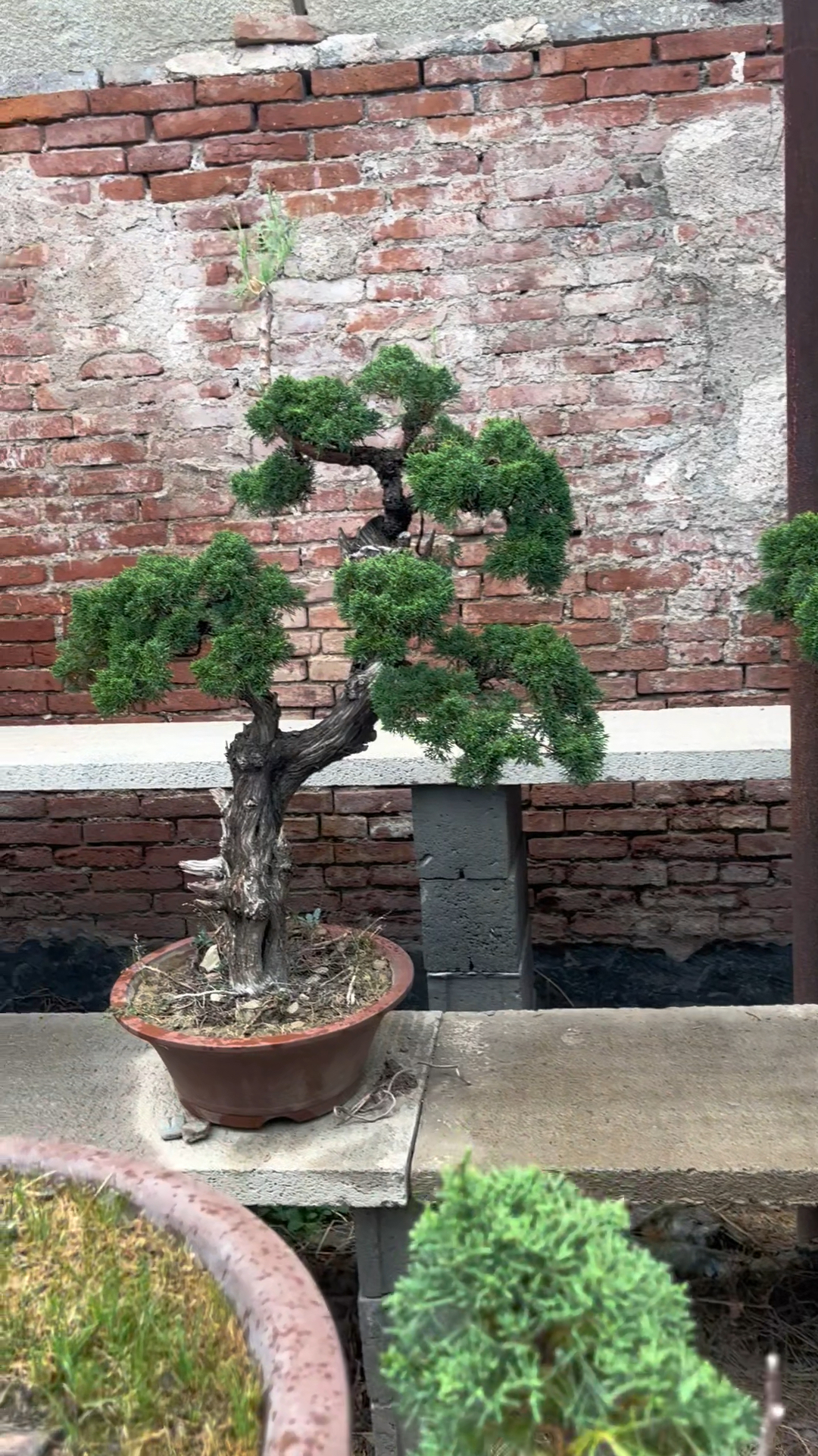 雨后的真柏盆景
