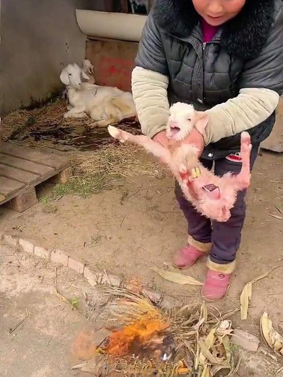 为什么把小羊的毛剃光了,又给他生火烤呢?这不是很麻烦吗