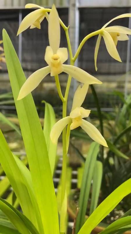 田黄玉又名芽黄素,是目前建兰当中唯一黄素品种-度小视