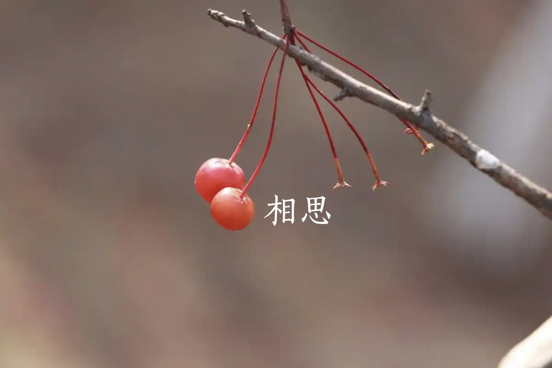 红豆生南国,春来发几枝,愿君多采撷,此物最相思.