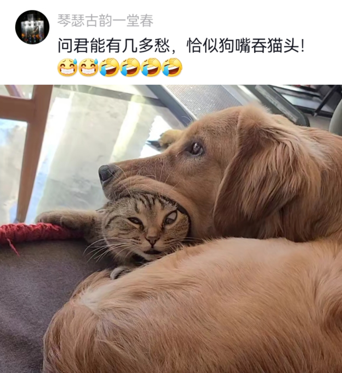 问君能有几多愁,恰似狗嘴吞猫头#趣图搞笑# #搞笑# #幽默