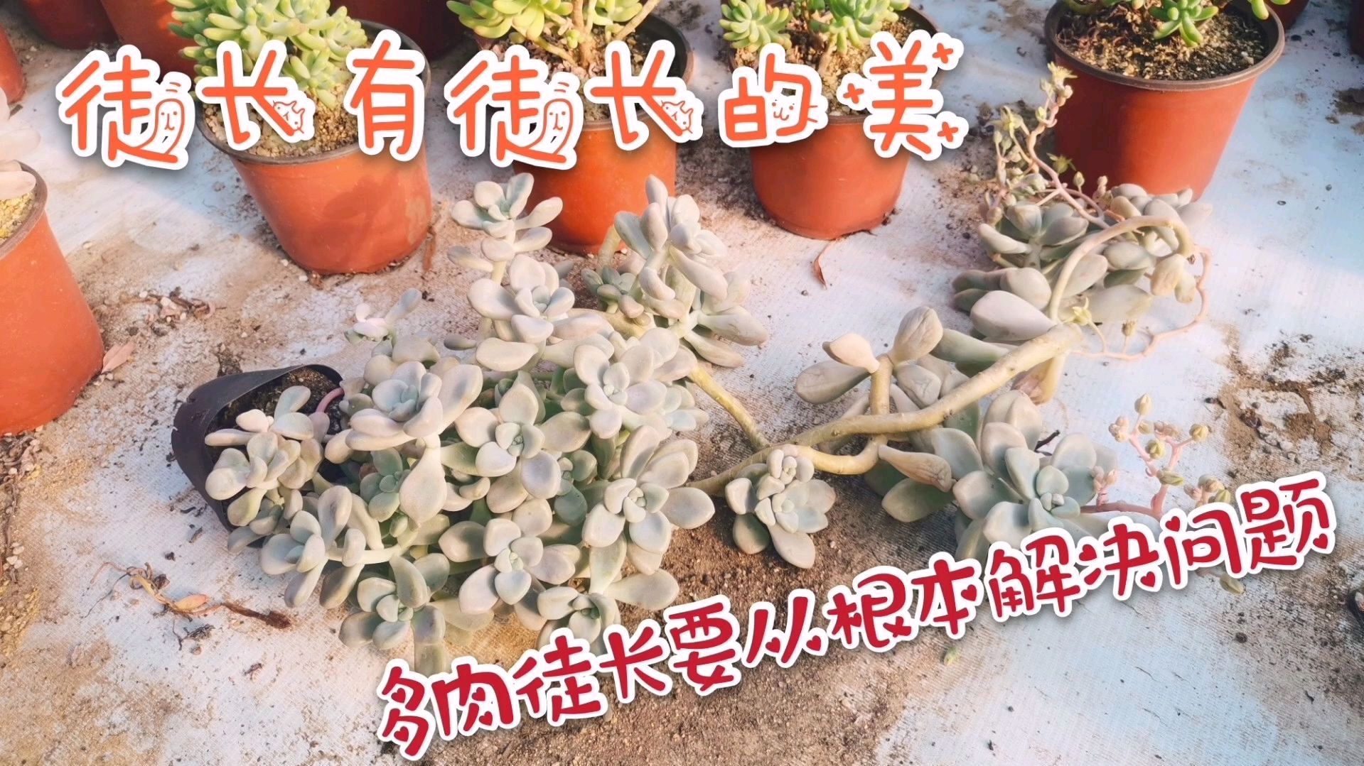 多肉徒长要从根本解决问题 徒长的多肉并不是只能砍头