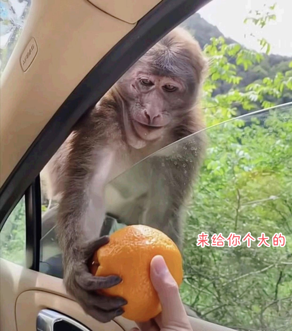 给它一个橘子,笑开了花.#趣图搞笑