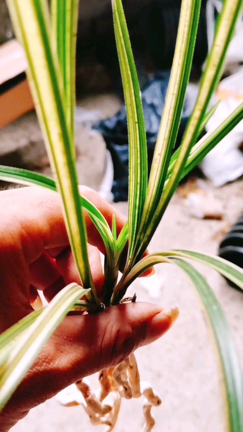 这样的"蕙兰"下山艺草很少见了,手里有的朋友要好好珍惜