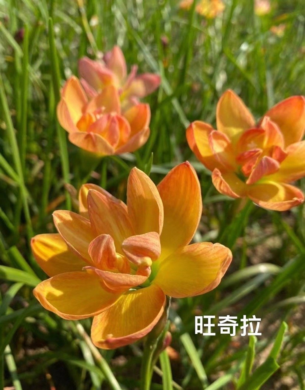 稀有重瓣风雨兰"黄金罗盘"只有7个了 风雨兰:是多年生球根,每年的5到