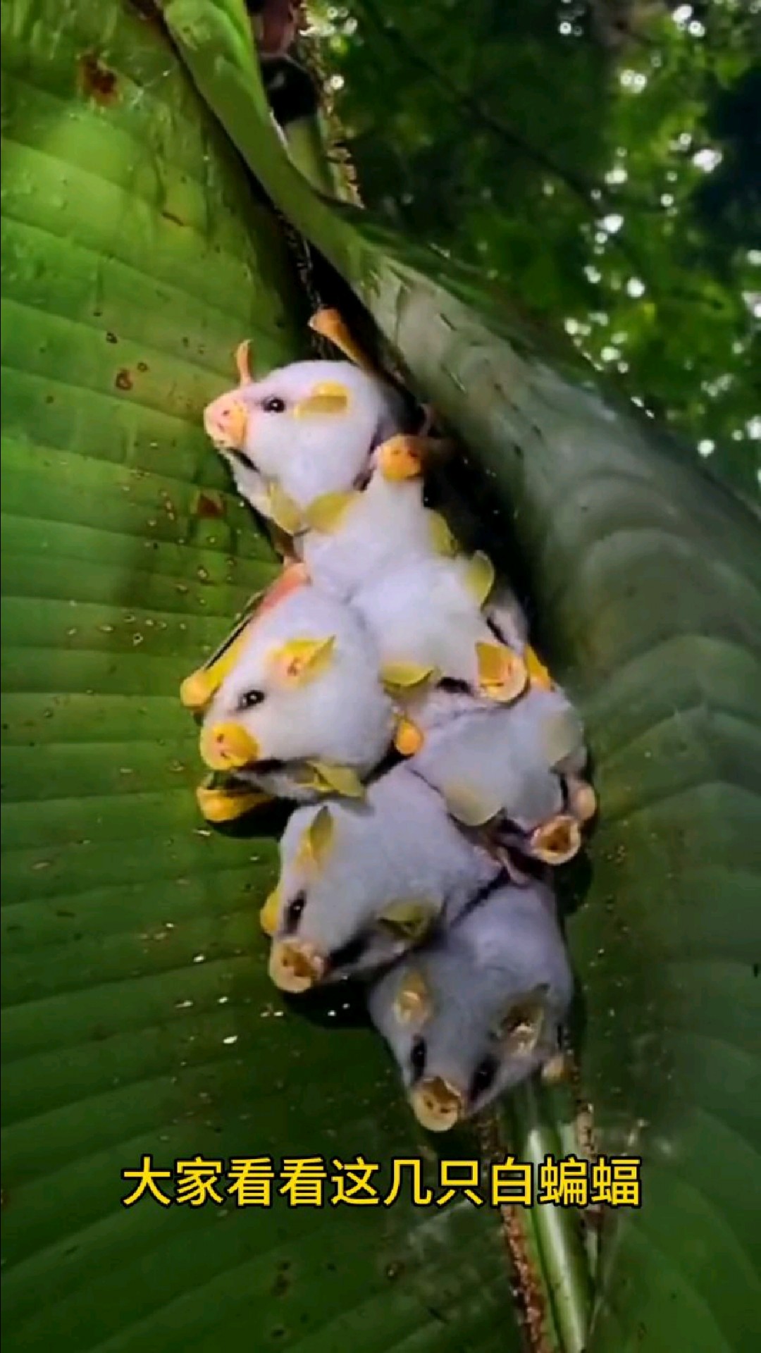 萌萌哒的白蝙蝠大家喜欢吗