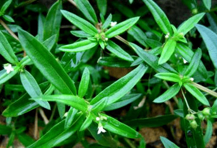 百花蛇舌草什么样子