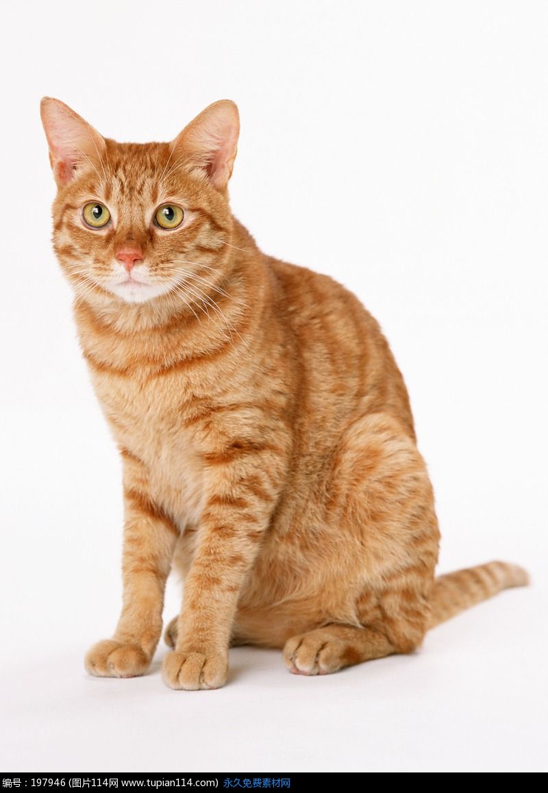 你喜欢的猫在哪里?