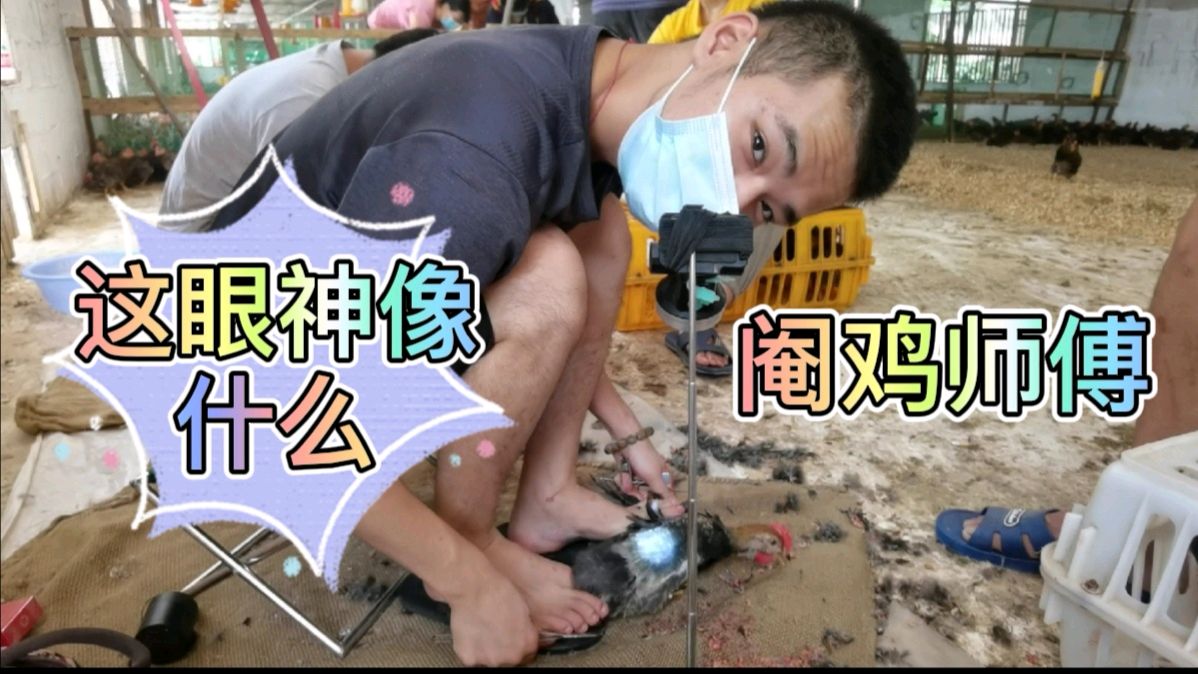 阉鸡师傅为啥要把公鸡阉掉呢,阉了之后有什么好处?看完涨见识了