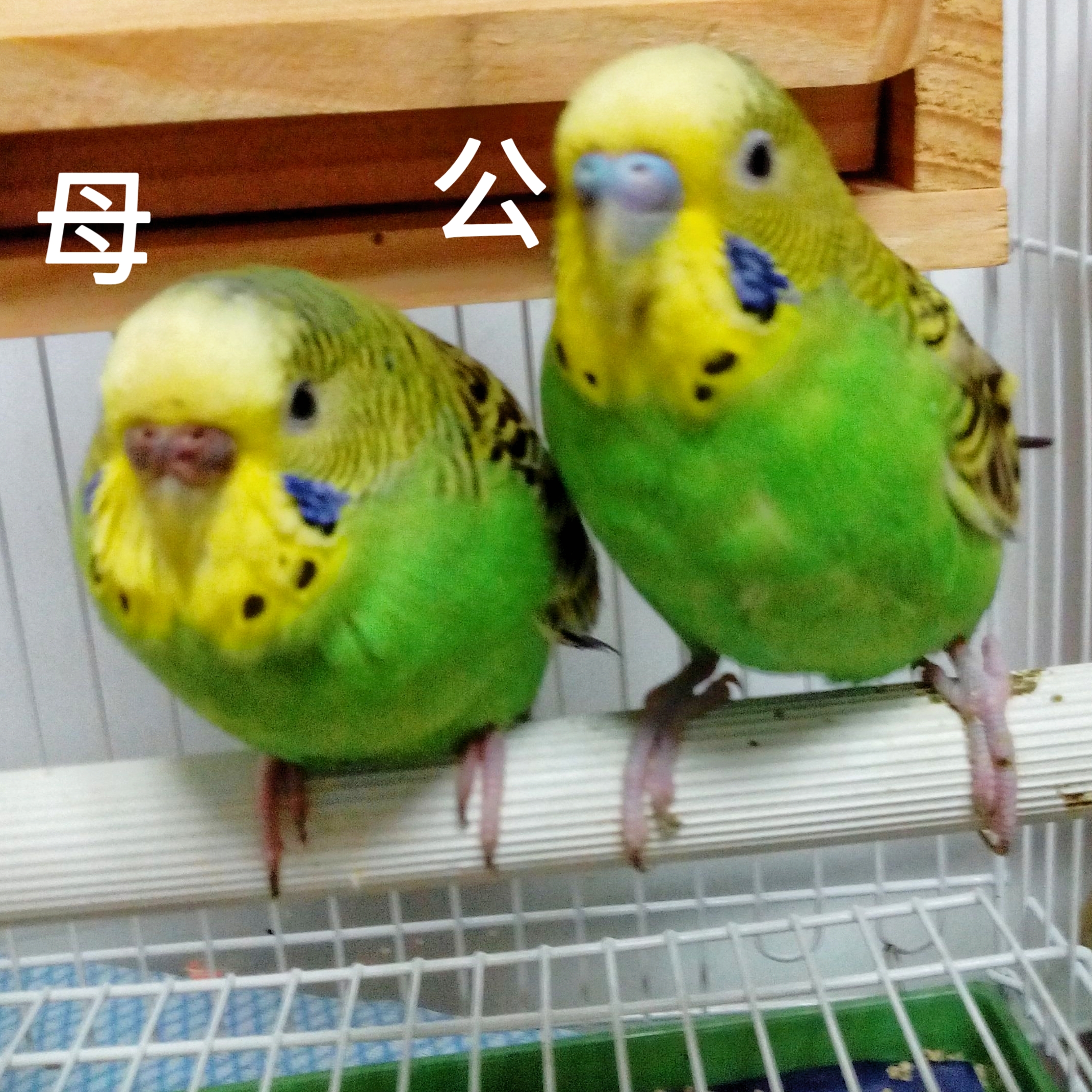 虎皮鹦鹉怎样区分公母?教你从五个方面准确识别