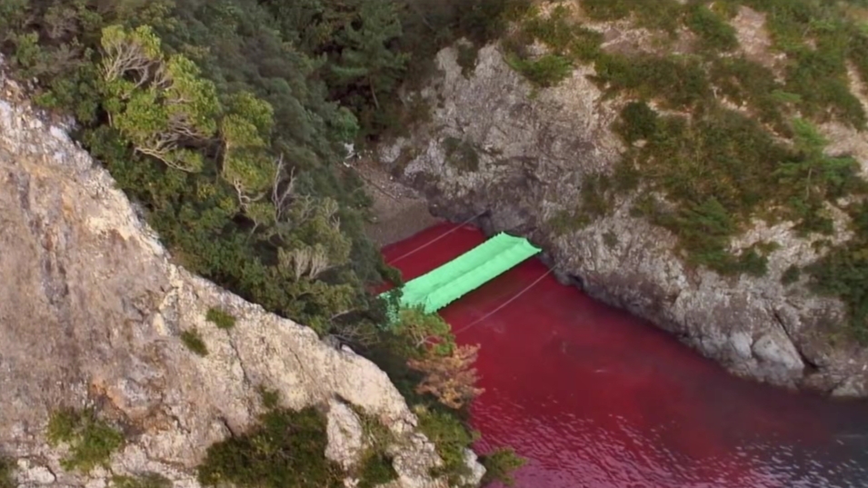 日本海豚湾事件,称之为地表最残忍的畜生,惨无人道