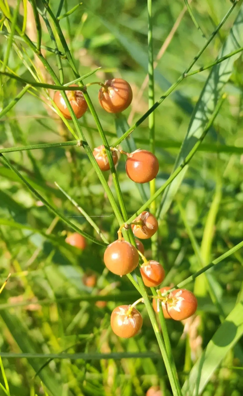 這個結紅色果實的草是什麼?