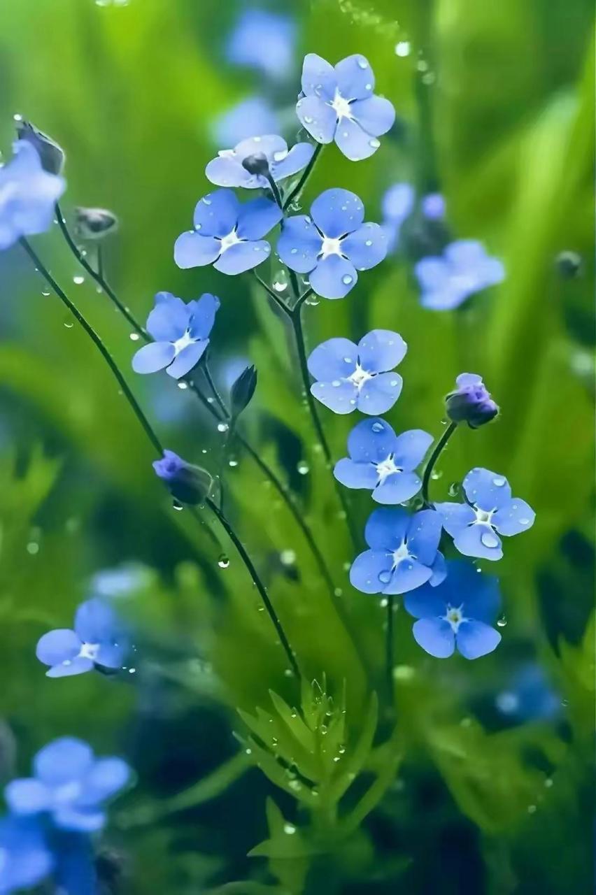 勿忘草的花语为永恒的爱,永远的回忆.