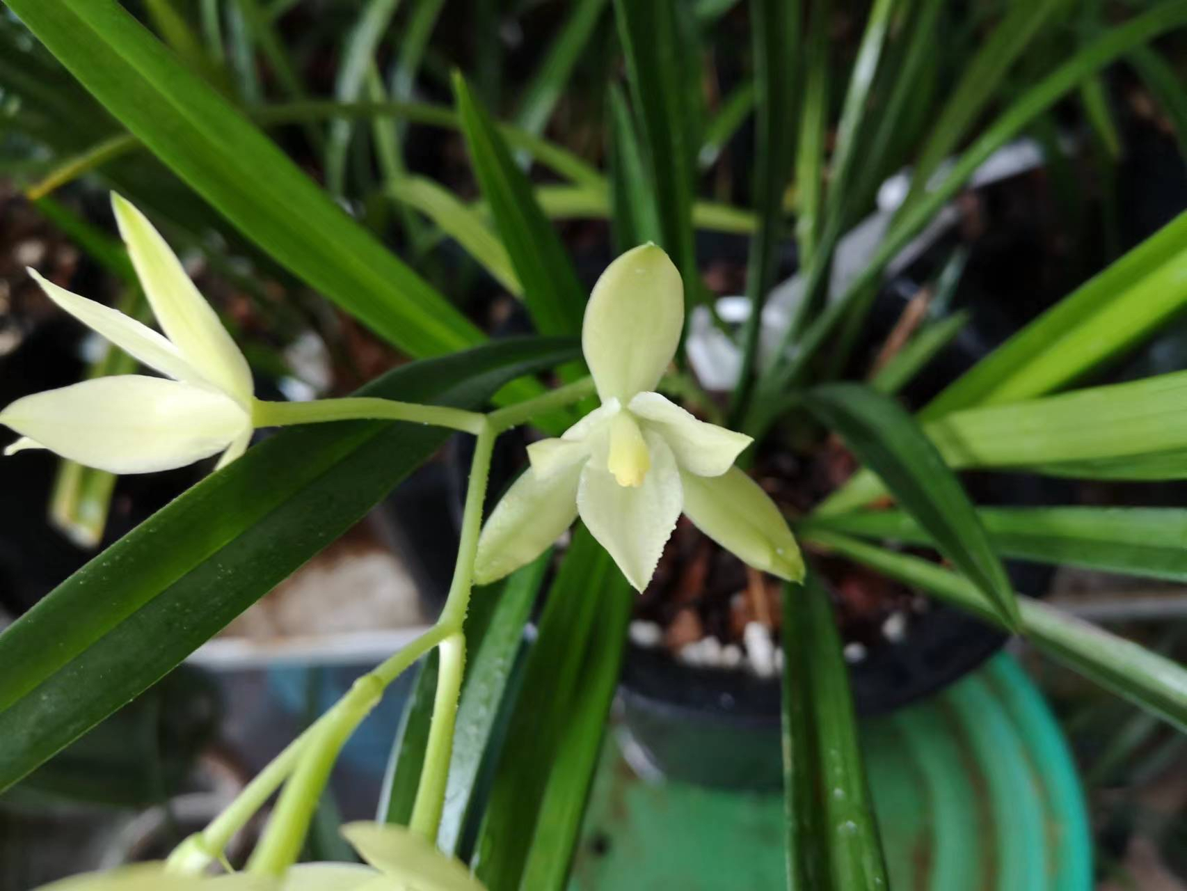 建兰七仙女,便宜好养易开花样的优秀建兰素花品种,它开花永远都不会让
