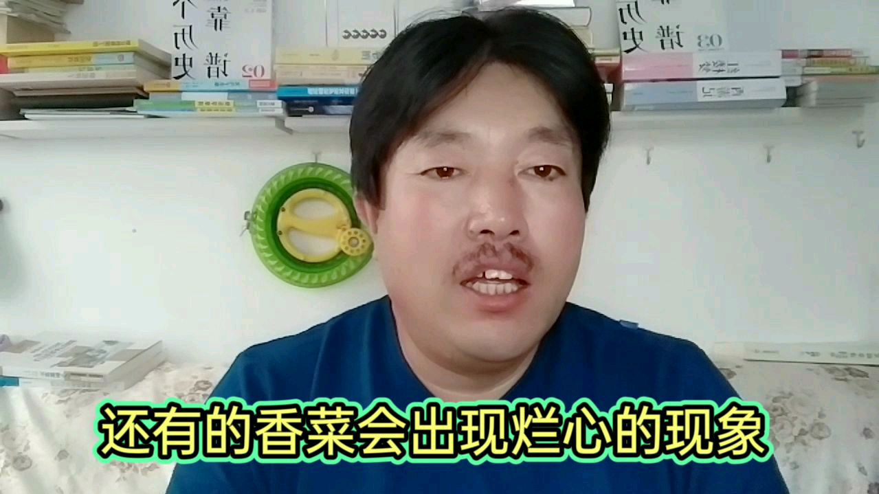 秋季种植的香菜,防抽薹、防红秆、防烂心的妙招!