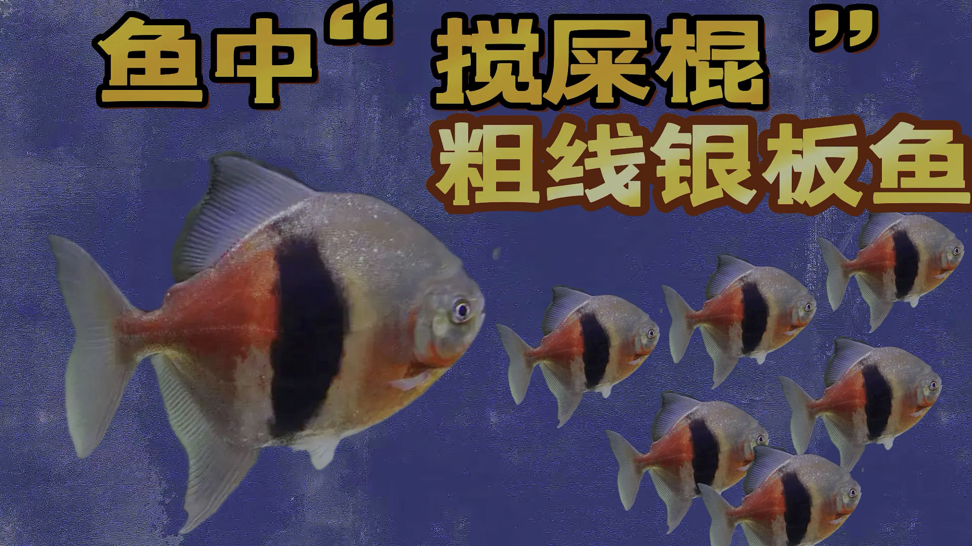 鱼中“搅屎棍”——粗线银板鱼