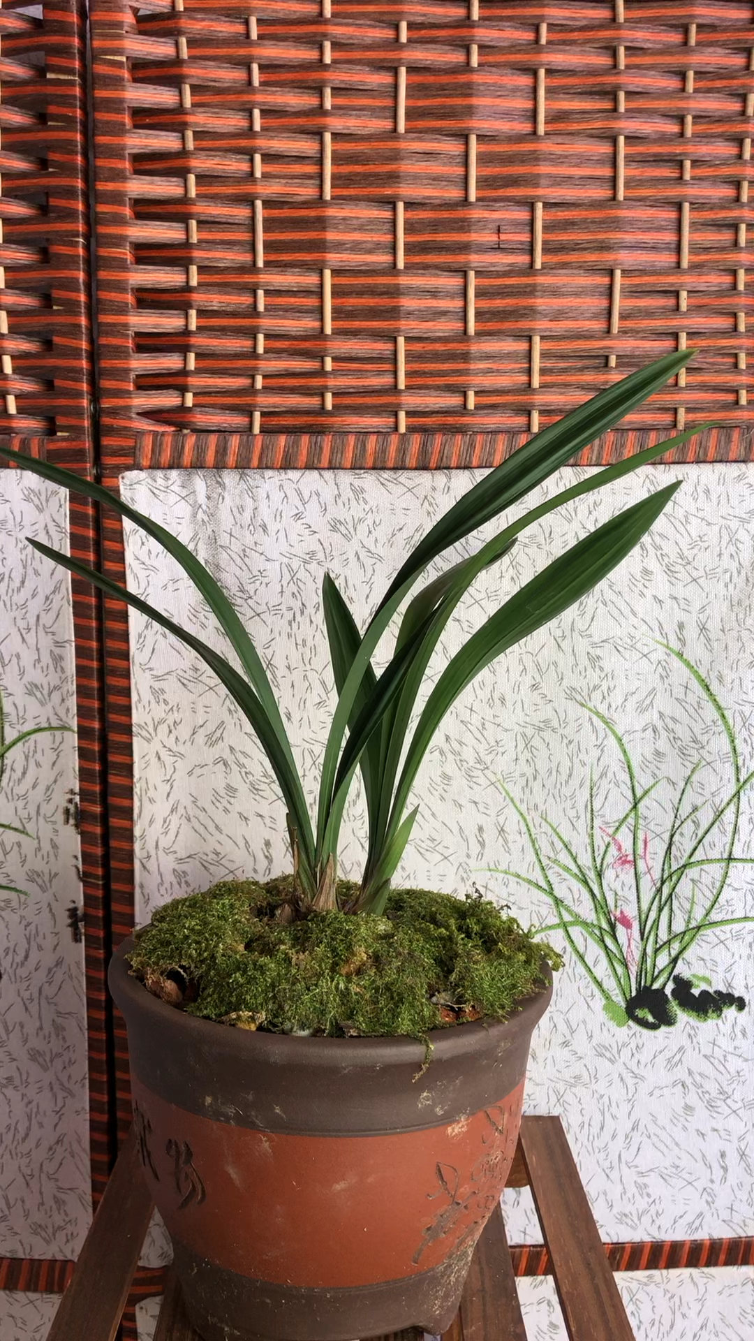 建兰八大名品君荷