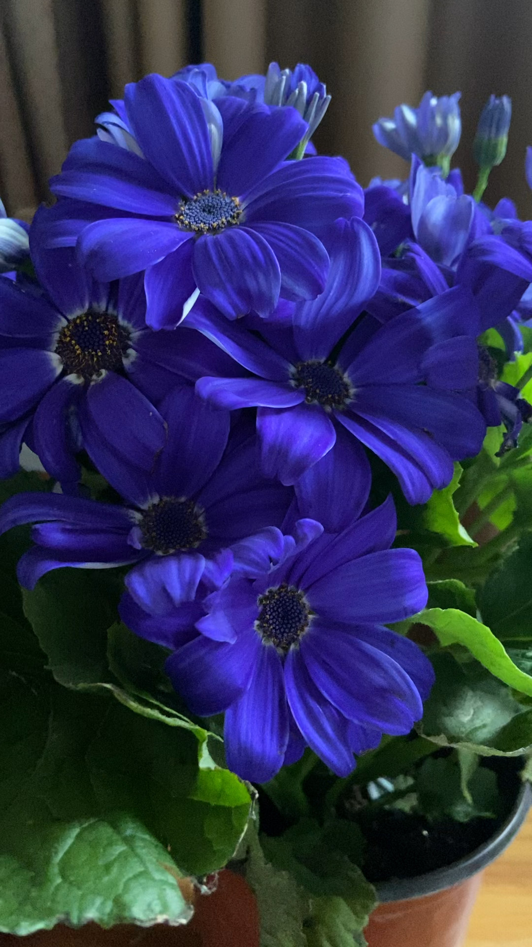 瓜叶菊:蓝色的魅惑