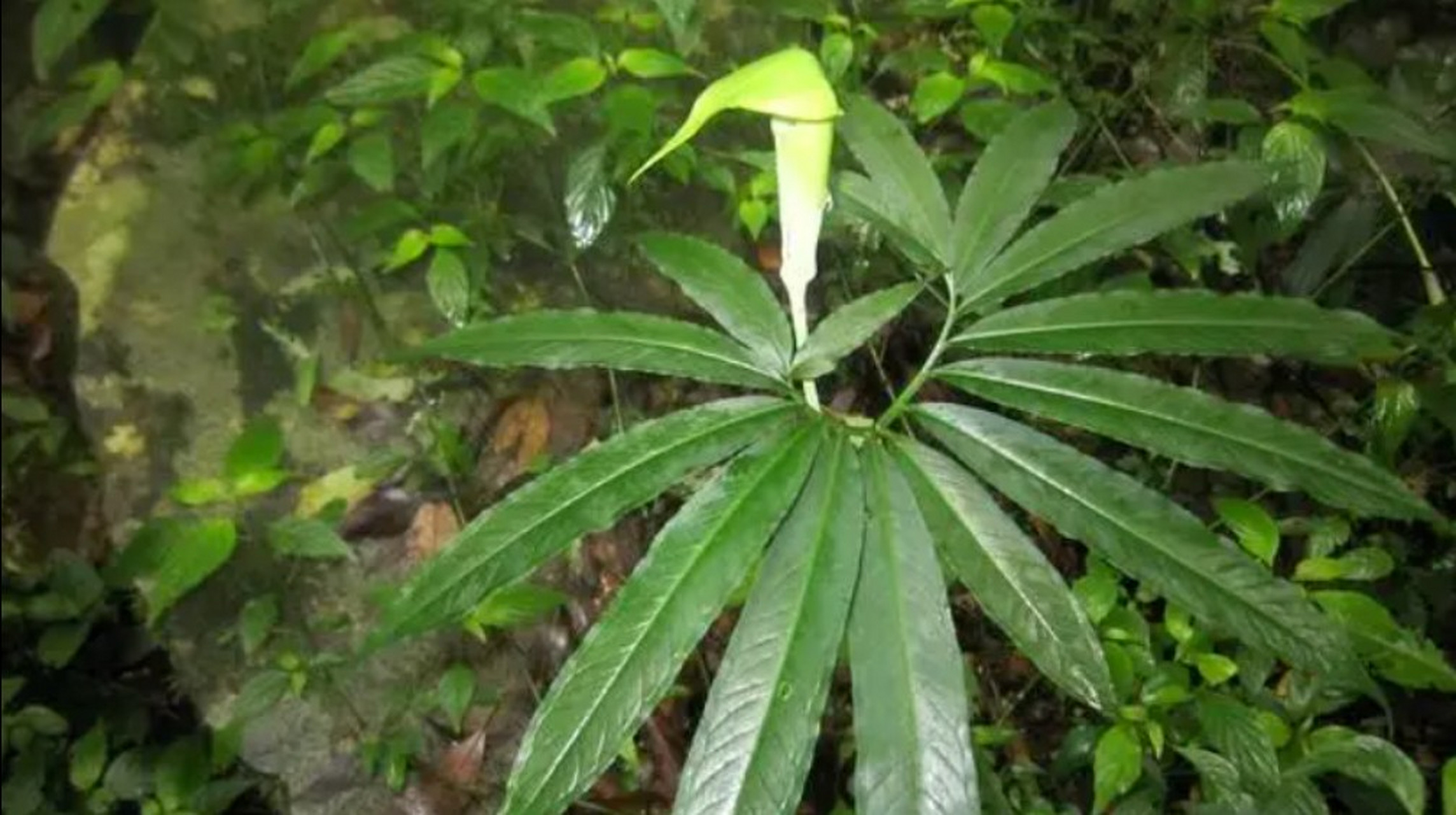 这种天南星植物,民间专治眼镜蛇咬伤,记住其特性,还能治破伤风!